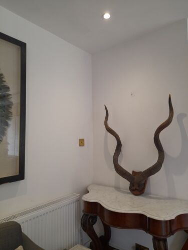 Antique taxidermy horns - antique, skull