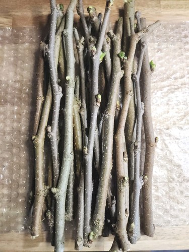 Mulberry tree cuttings fresh - tree,