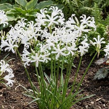 2 x Nerine Bianca Perla –