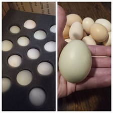 12 Indian Runner Duck Hatching