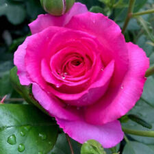 Harkness Roses, Bush Rose, Claire Marshall, Fragrant Purple-Pink Flowers, 4L Pot