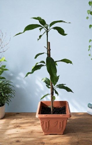 Grafted mango tree plant - grafted,