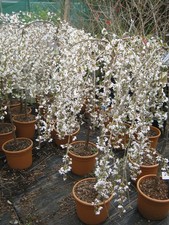 5ft inc. pot  DWARF Weeping Japanese  Cherry Prunus Snow Showers (white)