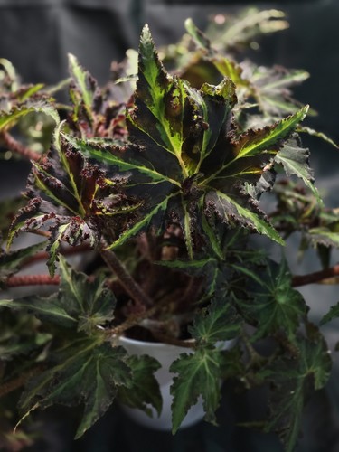Begonia liondance baby plant - begonia,