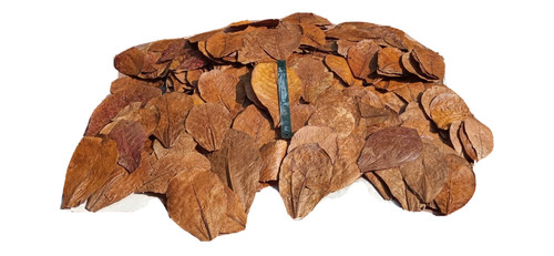 Almond leaves catappa - , indian