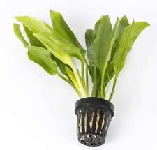 Amazon Sword x 5 Potted -