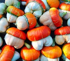 CUCURBITA SEEDS TURKISH TURBAN