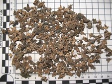 Pleistocene ice age fossil snake, amphibian PARTIAL vertebrae Florida ~200 lot