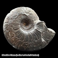 Gonioclymenia Goniatite Fossil
