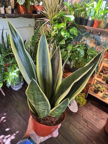 Sansevieria trifasciata canary - sansevieria,