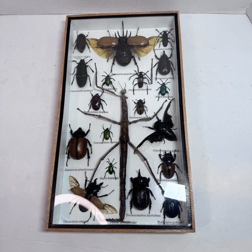 Stick insect taxidermy display - taxidermy,
