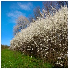 500 Blackthorn Hedging 40-60cm, Prunus Spinosa 2ft Sloe Hedge. Flowers & Fruit