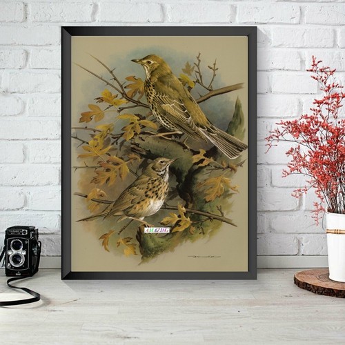 Basil ede british birds of - birds,