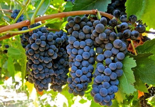 Petite sirah grape - sirah,