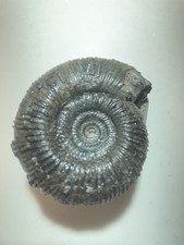 DACTYLIOCERAS SEMICELATUM