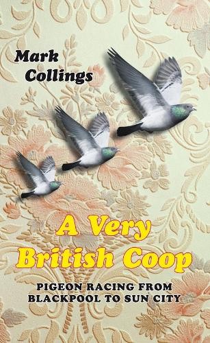 Very british coop pigeon - british,