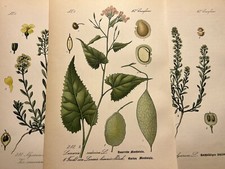 Illustration 1886 Pictures