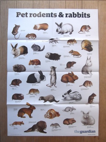The guardian wallchart wall - guardian,