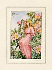 Original Plate 'The Wild Rose