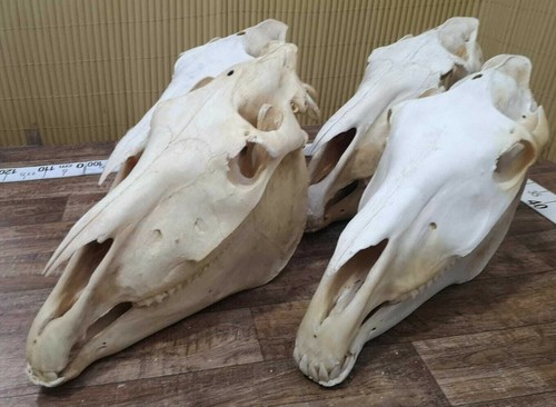 Real horse skull - real,