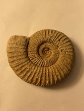 Perisphinctes 2" Ammonite