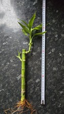 20cm Lucky Bamboo Stem