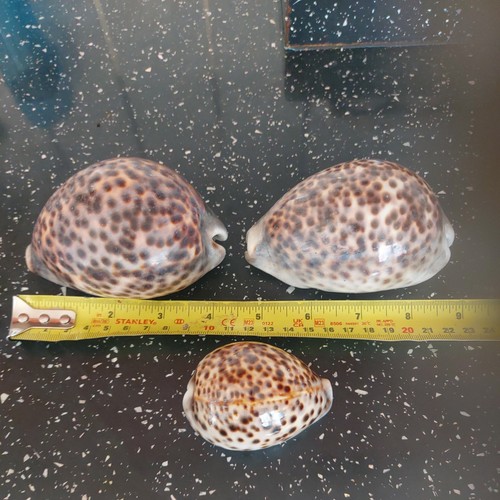 Large inch natural - large,