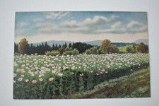 Postcard Artist Signed Art P.Hommel Flowering Meadows Unposted