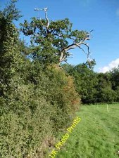 Photo 6x4 Stag-headed oak The