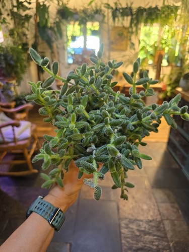 Pickle plant delosperma - plant, (delosperma