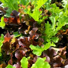 Salad Lettuce Baby Leaf Mixed