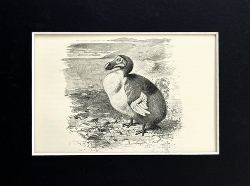 Dodo mounted antique print - dodo,