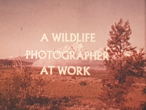 16mm film wildlife - 16mm, "a
