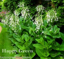 WOODLAND TOBACCO - 5 000 SEEDS - Nicotiana Sylvestris - ANNUAL FLOWER