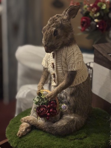 Wild rabbit roadkill - wild, beatrix