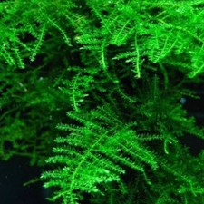 Taiwan moss snail free - taiwan,