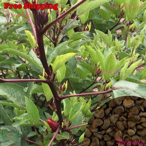 Roselle seeds burmese - roselle,