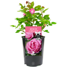 Mum In A Million Rose - Gift