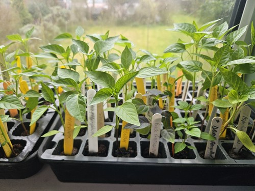 Palermo pepper plug plant uk - plug,