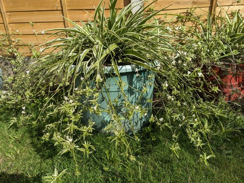 Spider plant self collection - plant,