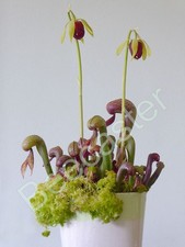 Cobra Lily Pitcher Plant - Darlingtonia Californica - 50+ Fresh 2025 Seeds