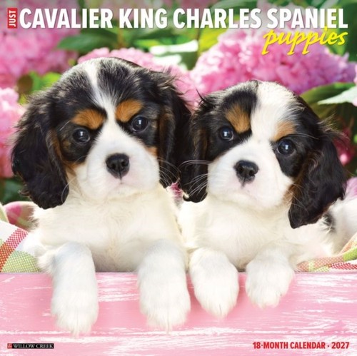 Cavalier king charles spaniel - cavalier,
