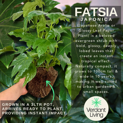 Large plant fatsia - 1,