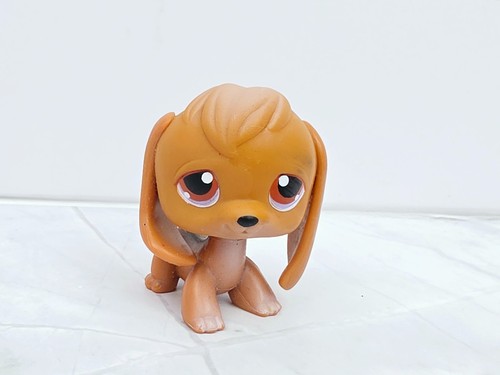 Beagle dog authentic - beagle,