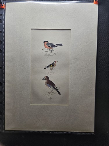 Robert mudie british birds - robert,