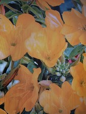 Evening Primrose, Oenothera Biennis plant in 13cm pot approx. Yellow