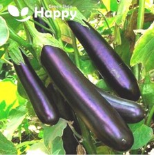 VEGETABLE – AUBERGINE –