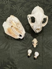 5 Skulls Bundle  Taxidermy Curiosity