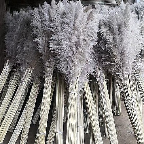 Pampas grass large grey - pampas, dried
