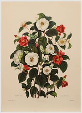 After Clara Pope (1767–1838) - Contemporary Giclee, Complete Camellia Monograph